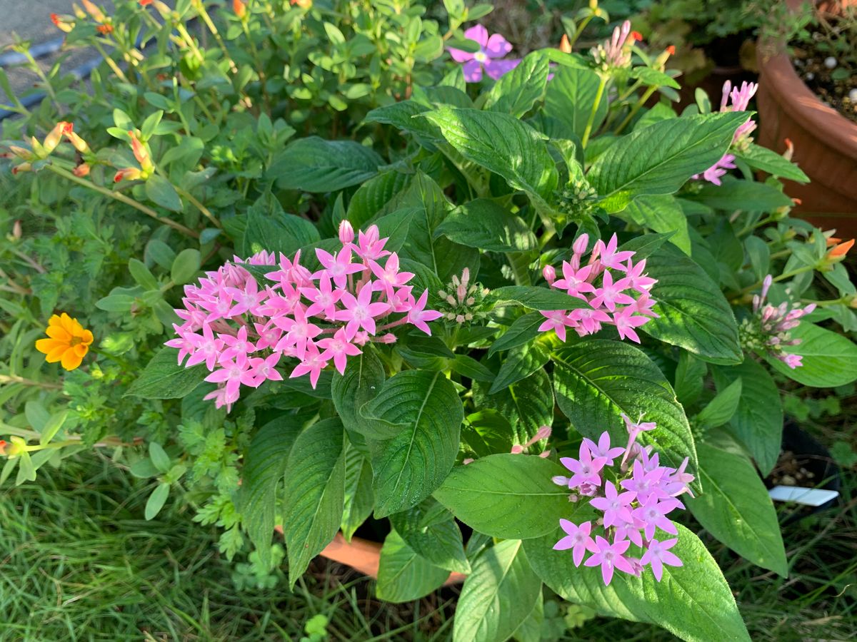 今朝のお花達(^_-)-☆