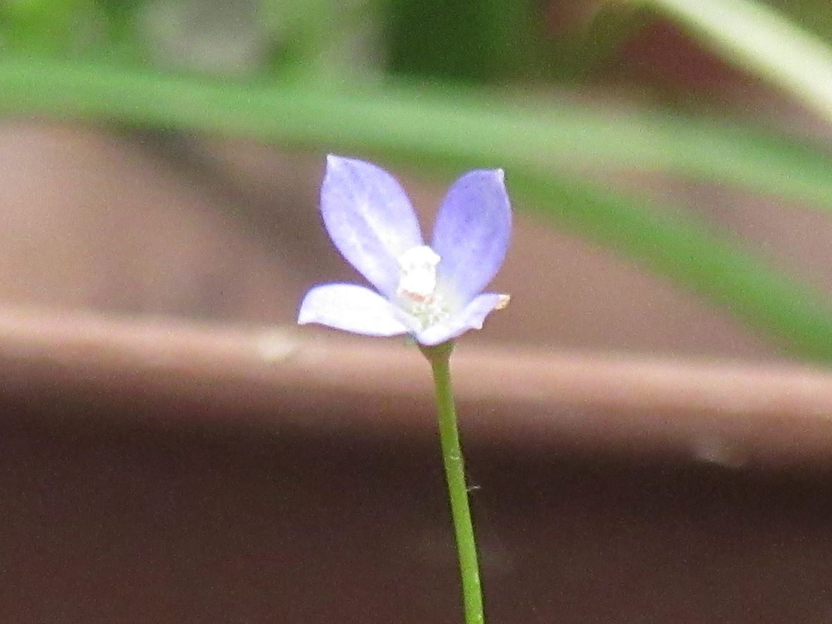 由愛(ゆめ)の花日記♪