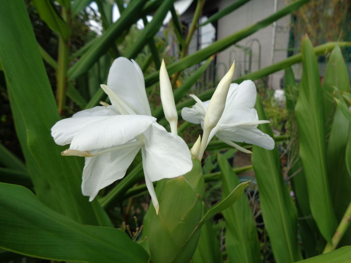 白い花たち