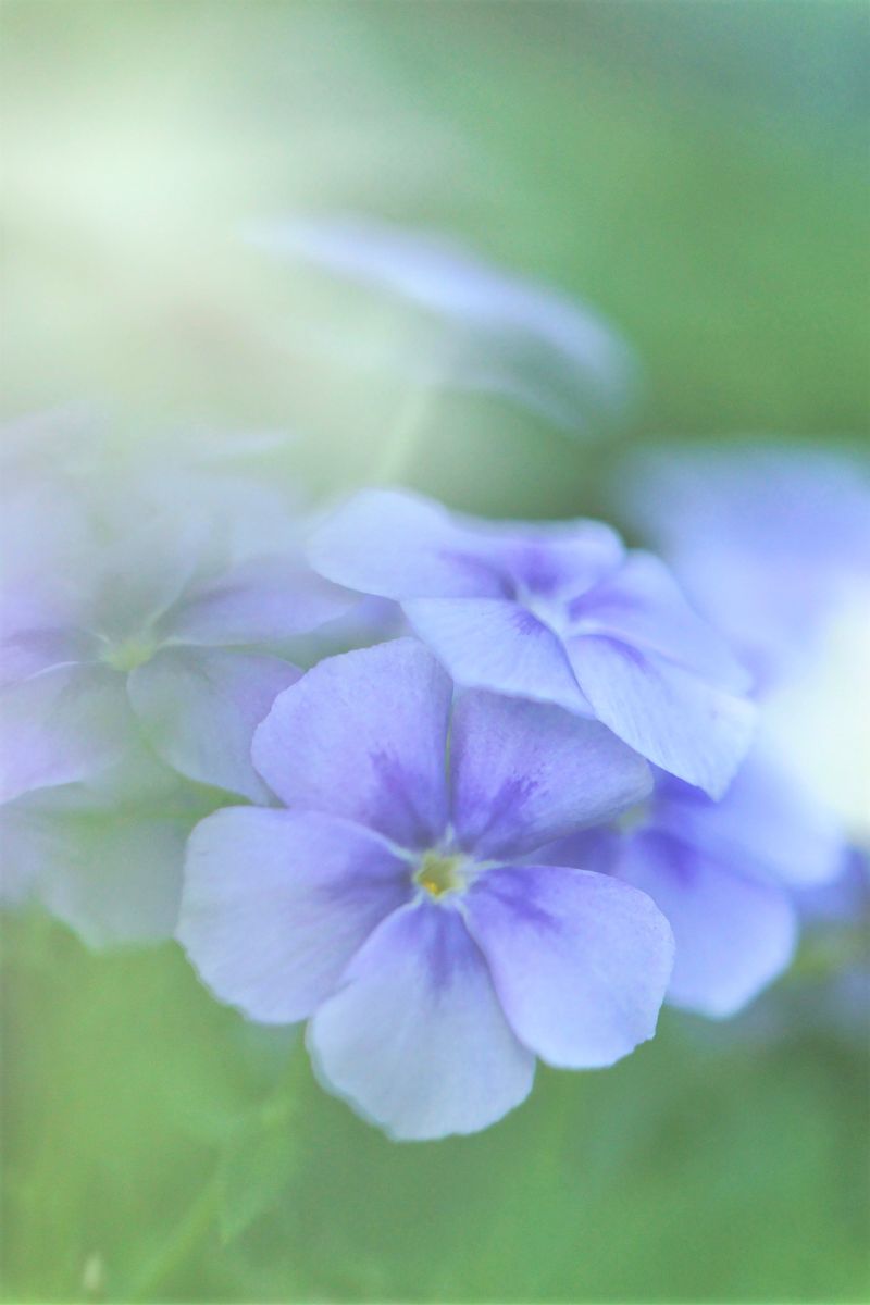 開花写真、アスターほか