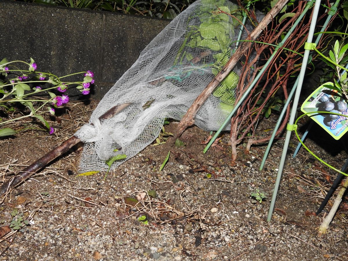 台風一過被害少ない。鉢倒れました。