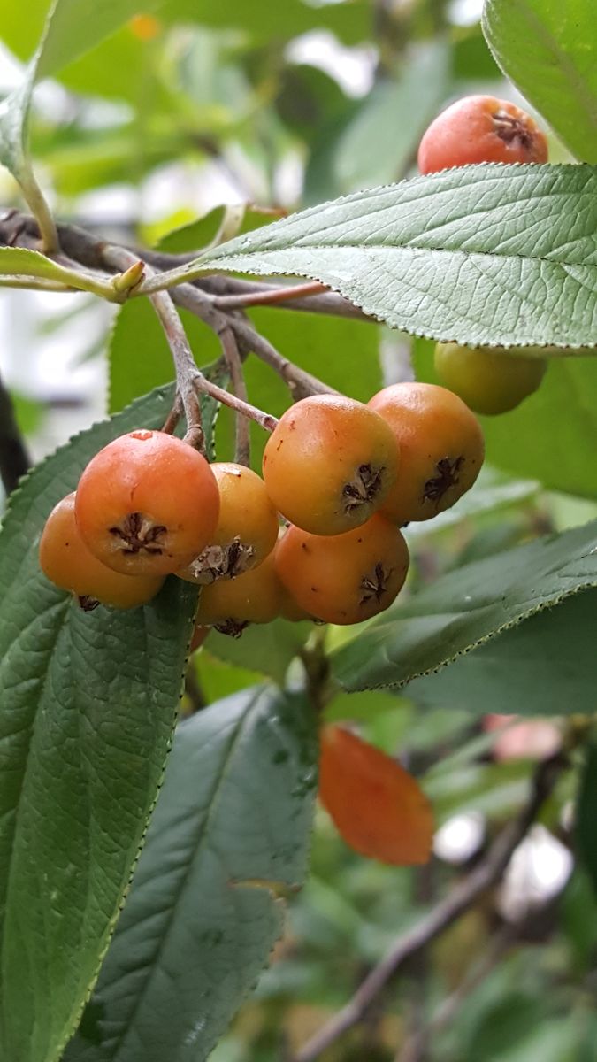 ふくおかルーバルガーデン2～秋の庭便り🍊～台風が過ぎた後には色ずく秋が🍁