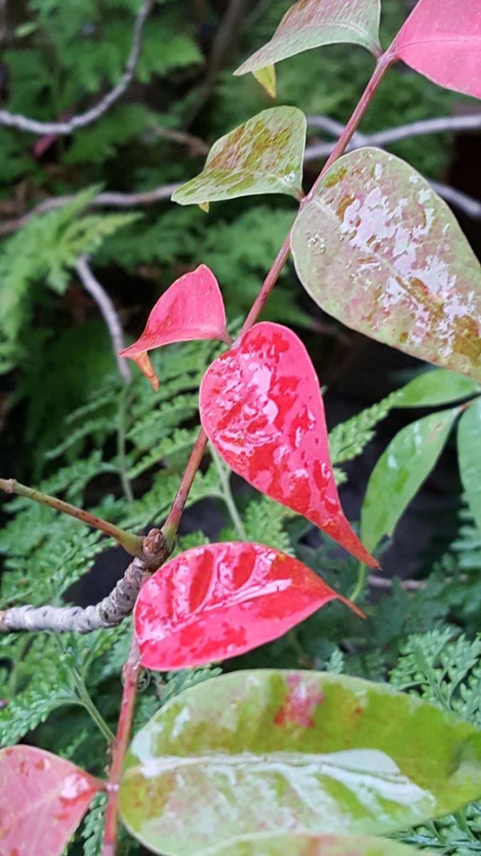 ふくおかルーバルガーデン2～秋の庭便り🍊～台風が過ぎた後には色ずく秋が🍁