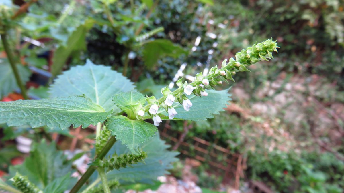 大葉(青じそ)の花