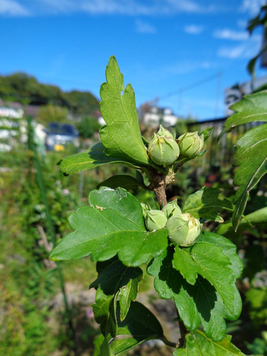 期待の蕾