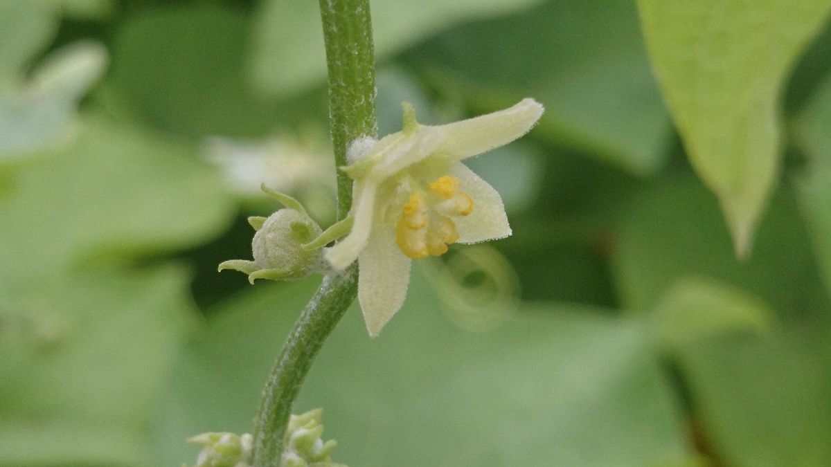 ハヤトウリ開花