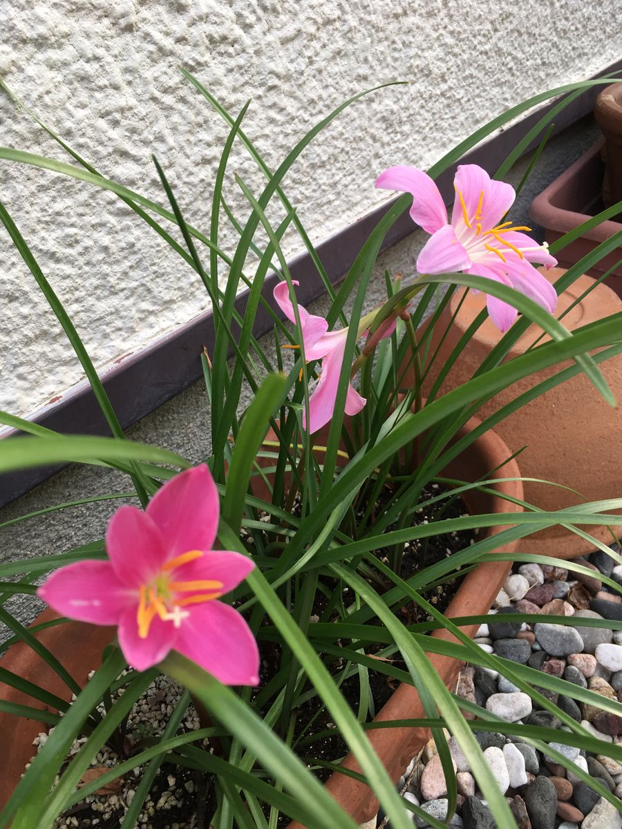 今日の植物たち～(*^-^*)