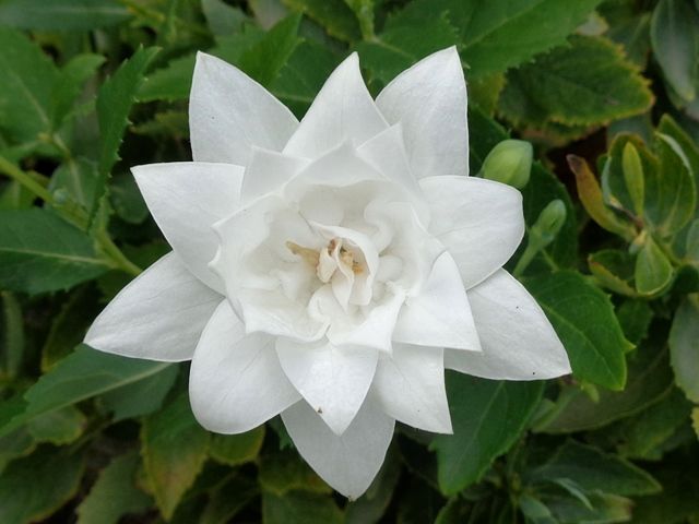 四重咲き白花キキョウ