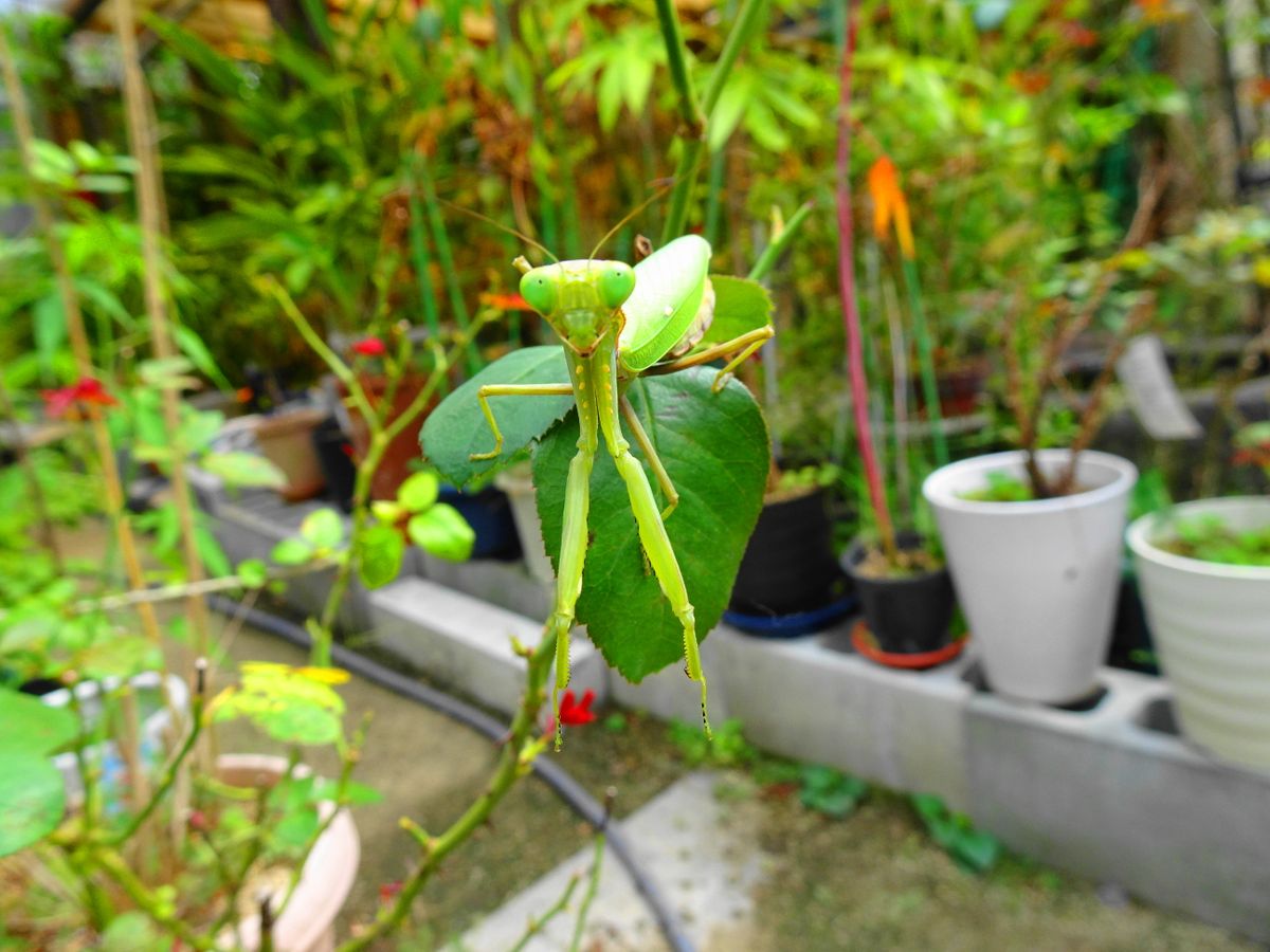 10月スタートしましたが・・・