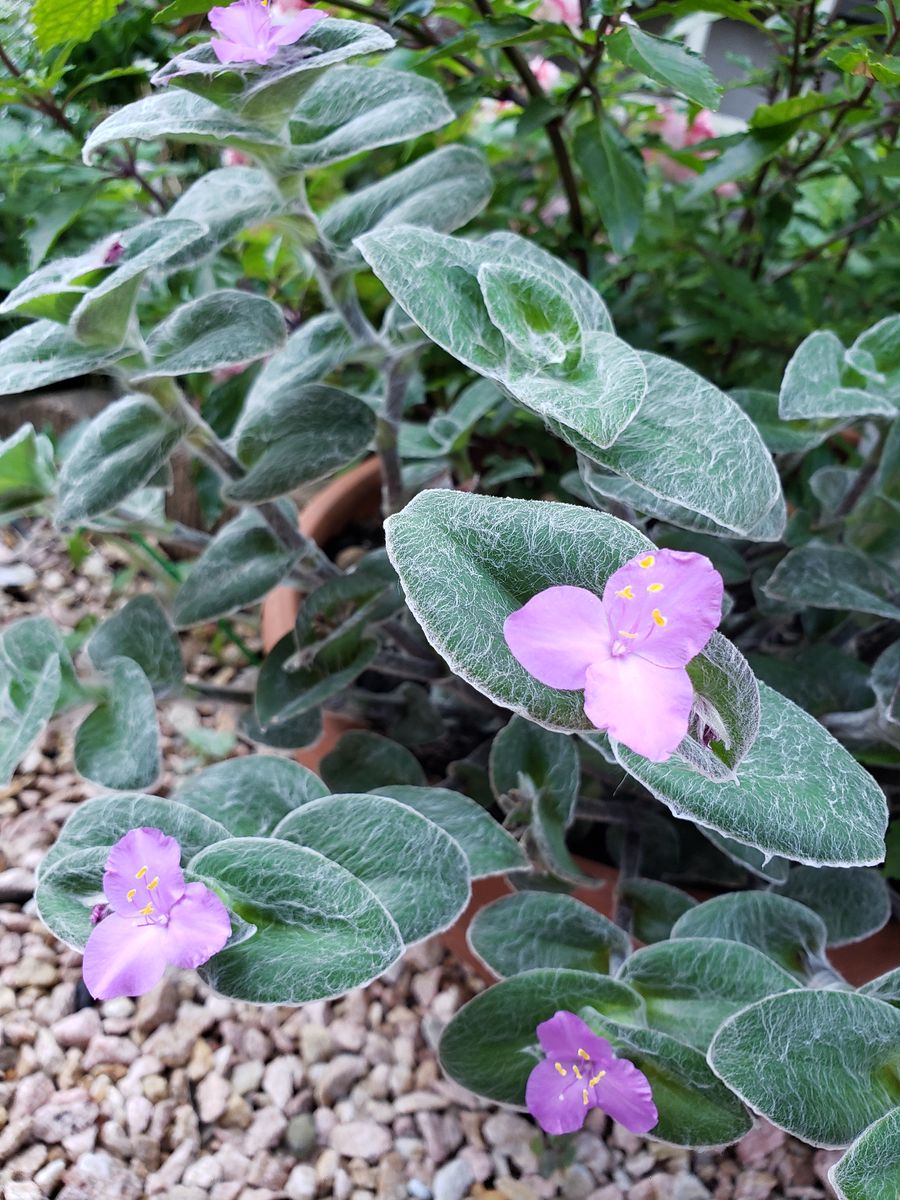 今朝のお花たち🍀