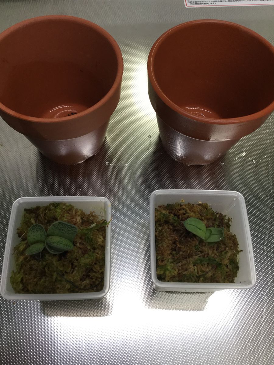 植え替えしました。今の鉢数21個です。