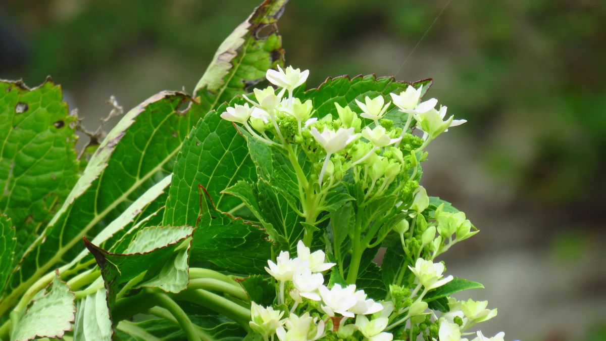 散歩中見かけた花-秋咲アジサイ