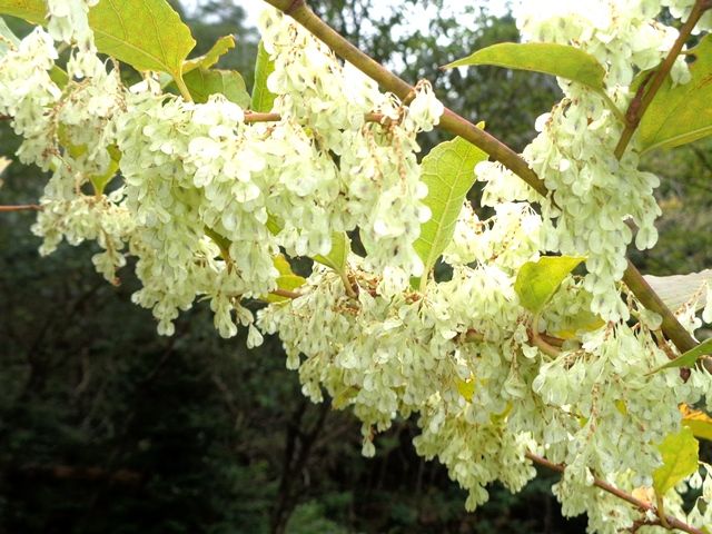 里山の植物①