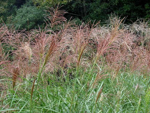 里山の植物①