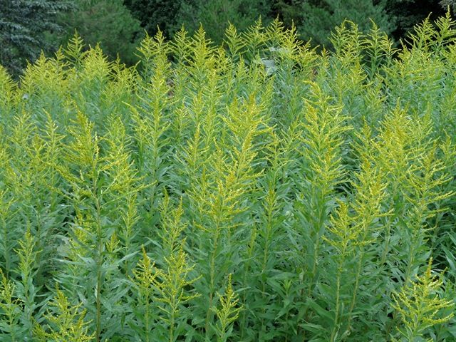 里山の植物①