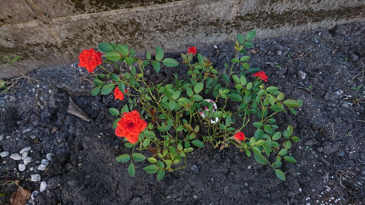 はじめてのバイモユリ、ミニバラ地植えにする