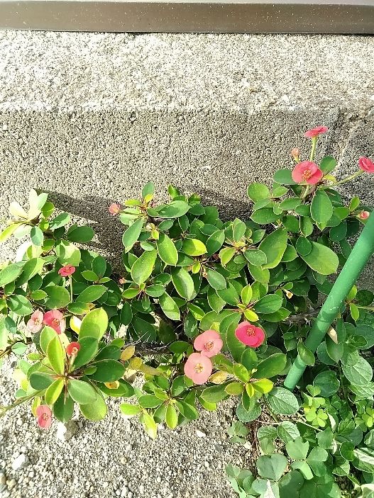 散歩道で見かけた植物と花！