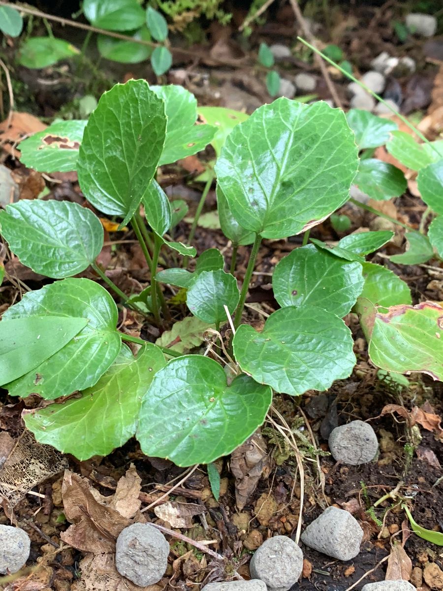 庭の山野草