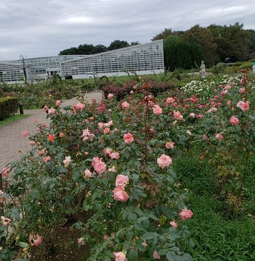 神代植物園に行って来ました。