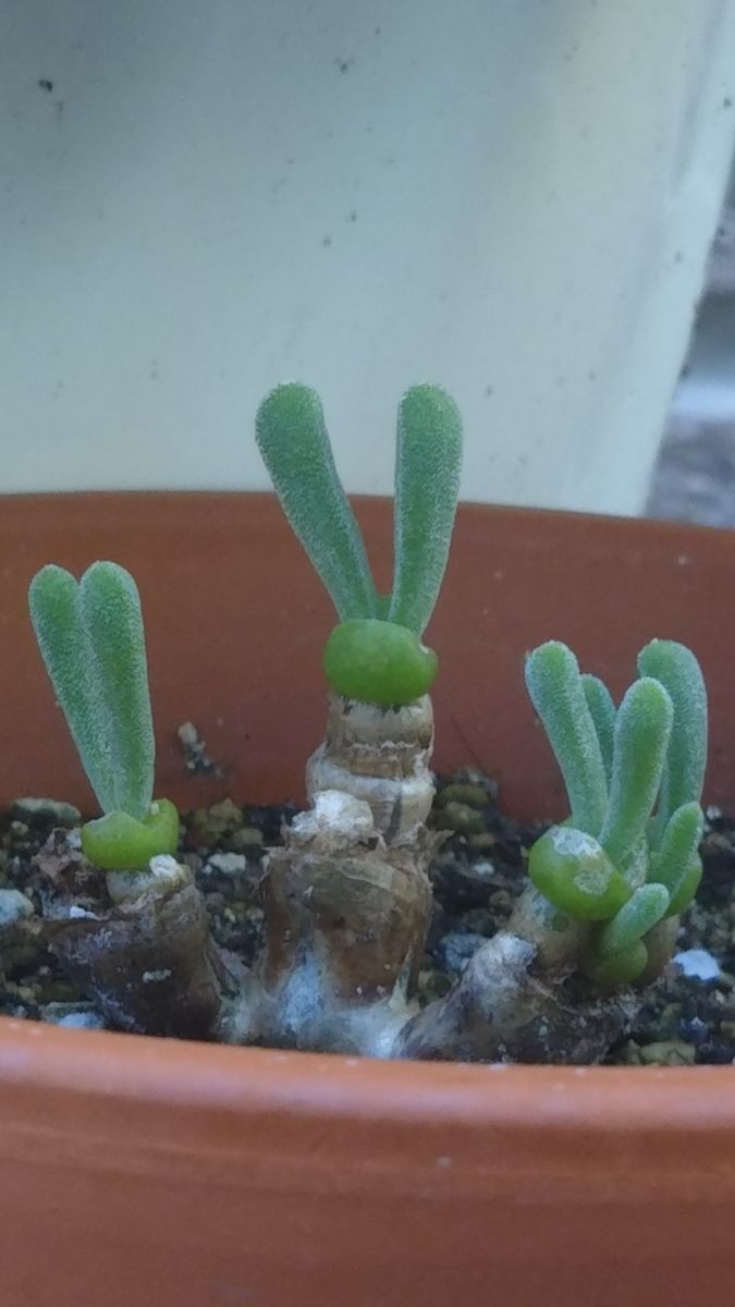 我が家の多肉植物たち🌵✨