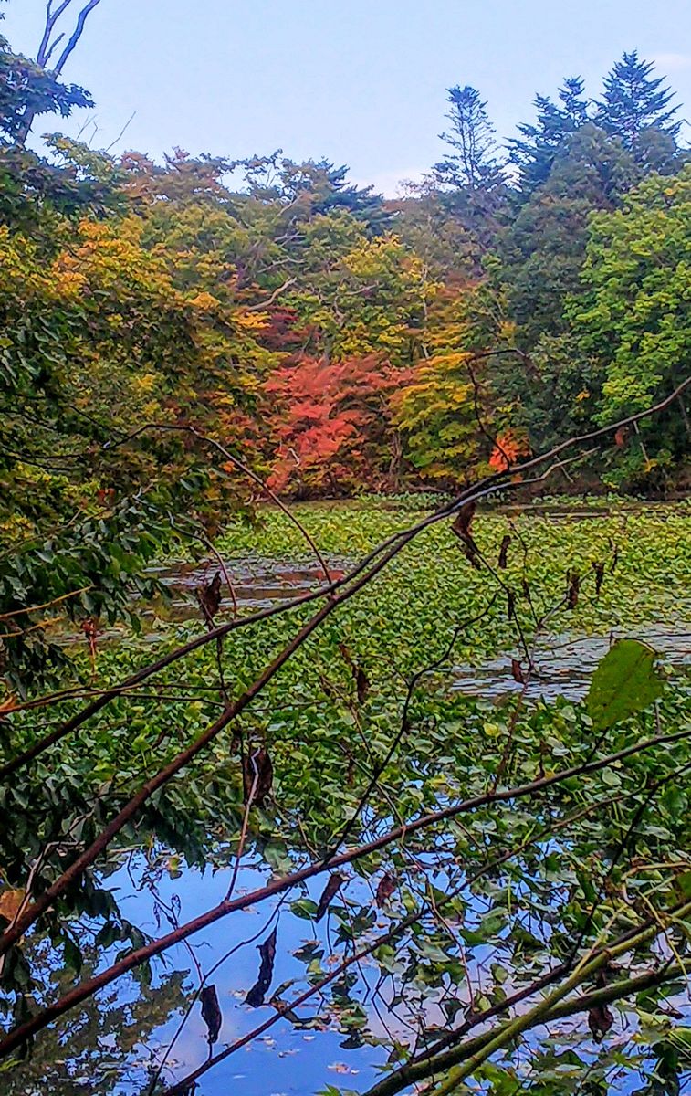 小沼の紅葉