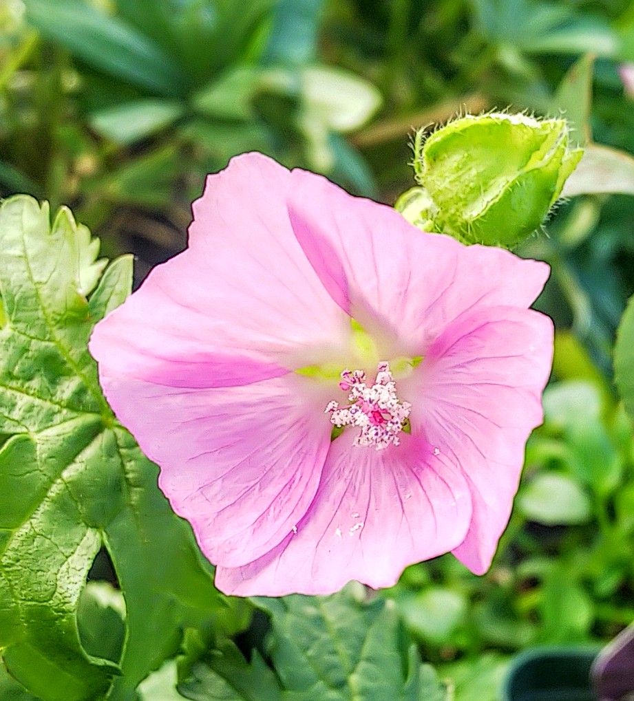 初夏から咲き続ける花たち✨②