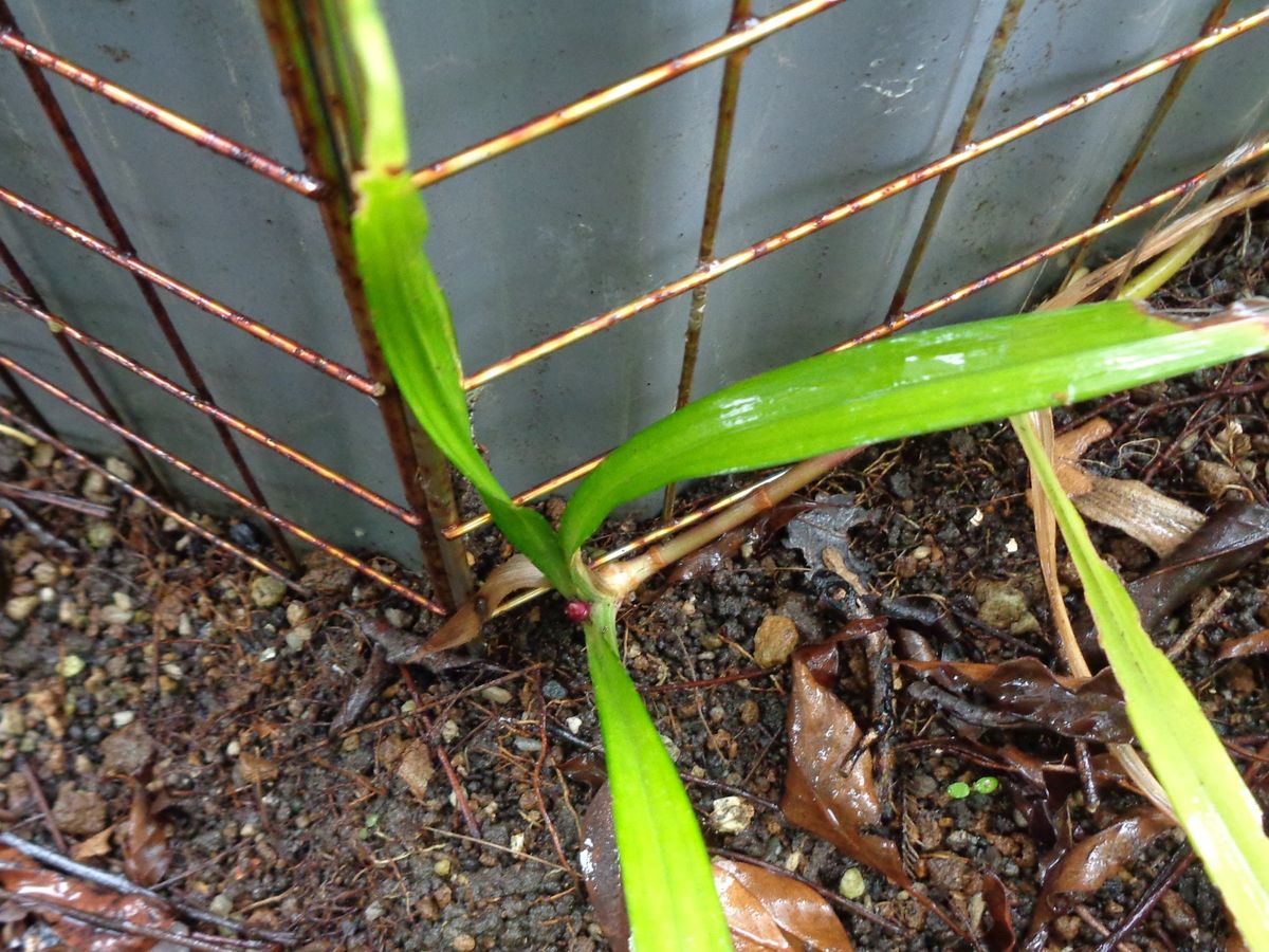 大雨です☔