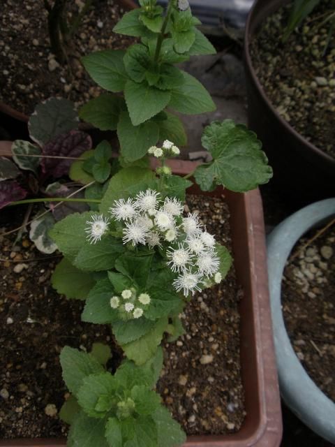 アゲラタム・種から花へ