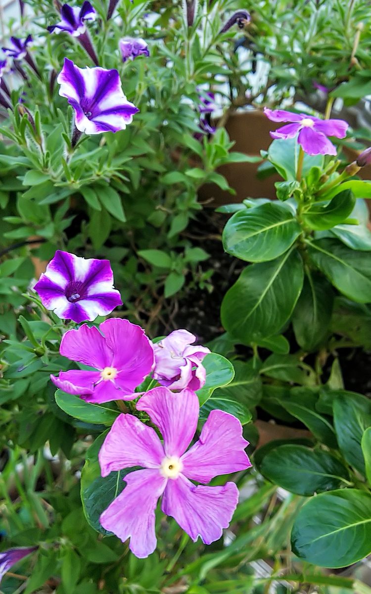 小菊の開花