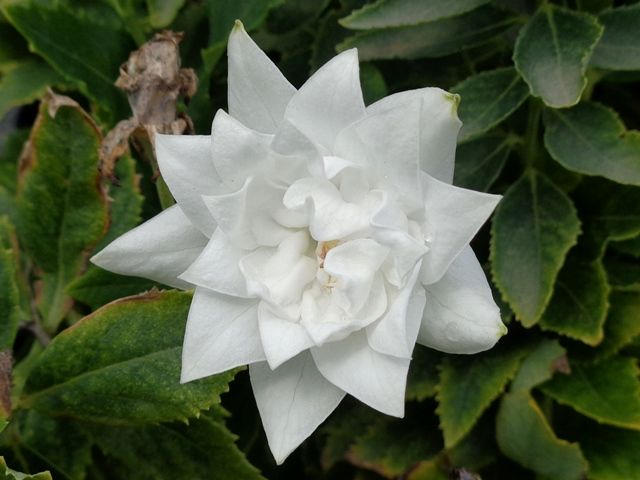四重咲き白花キキョウ