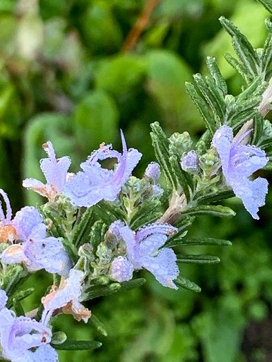 お茶の花など