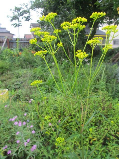 これで一番花が多い？