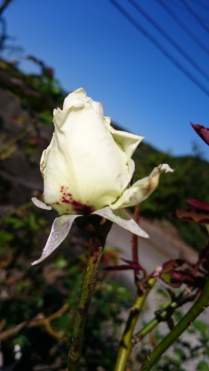 今日の薔薇さん❤