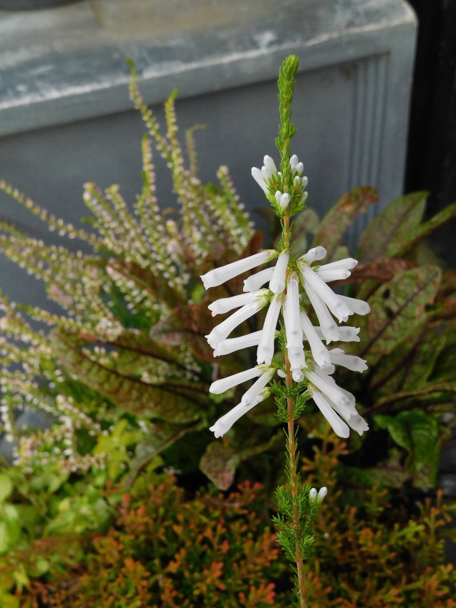 白い寄せ植え