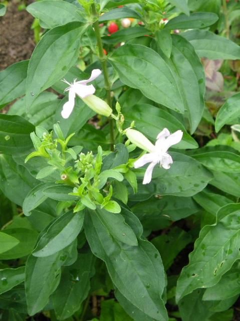 この花の名前はソープワートでしたね。