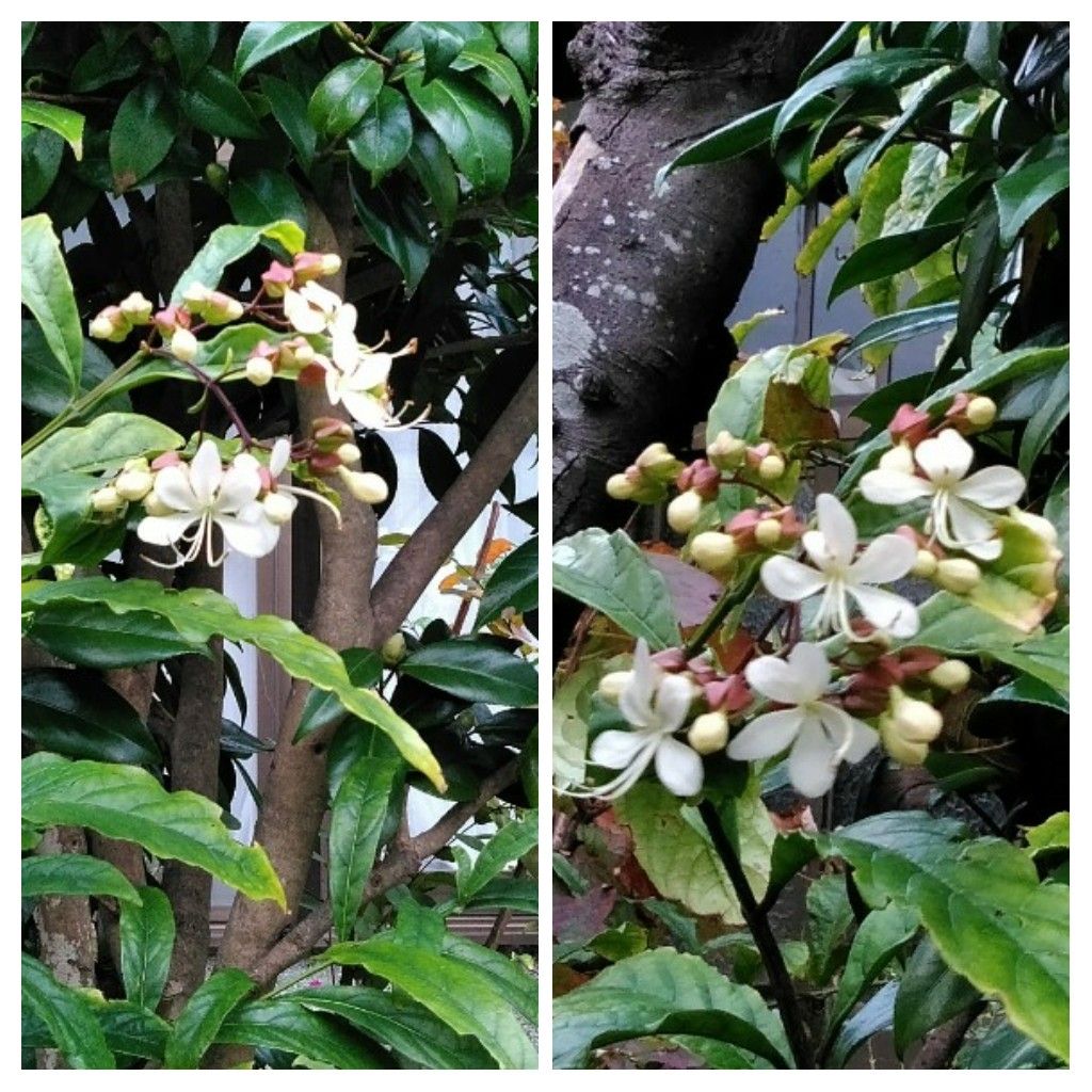 散歩道で見かけた植物！