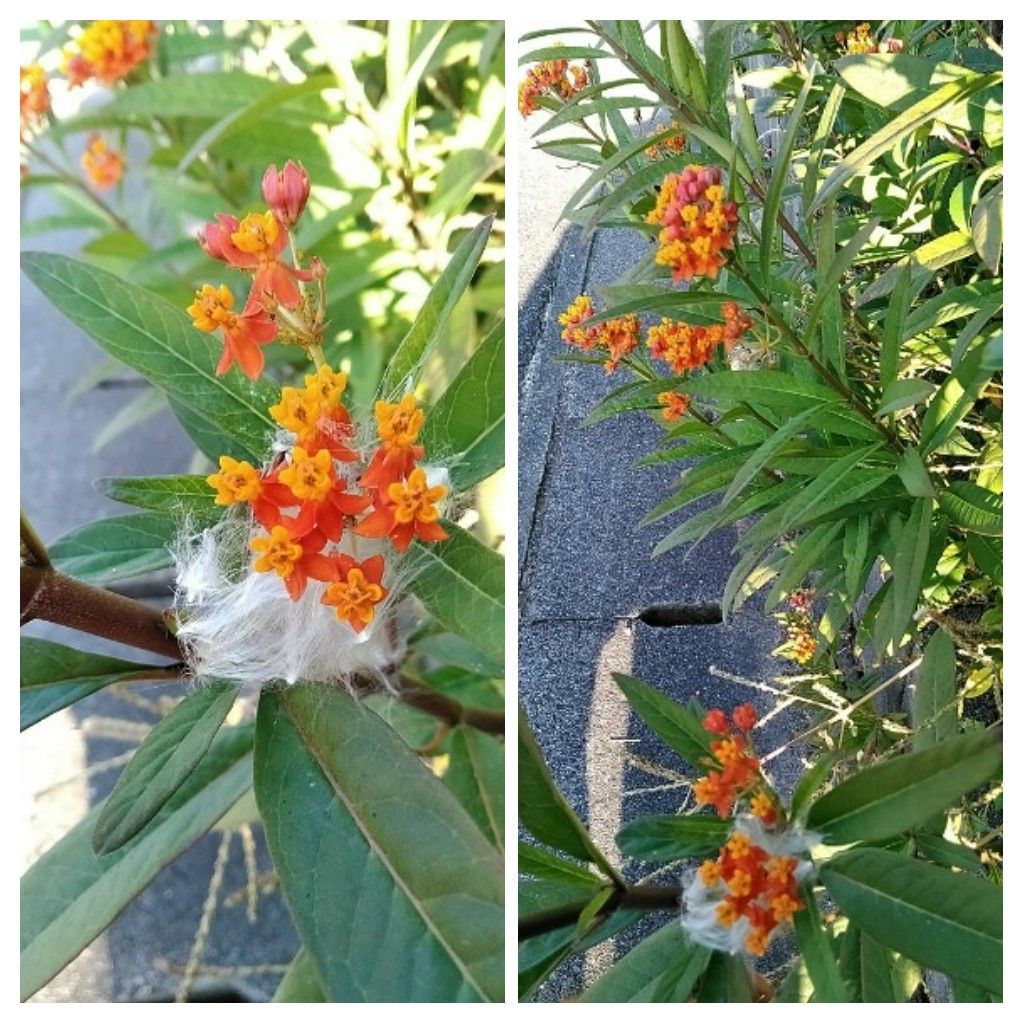 散歩道で見かけた花と実！