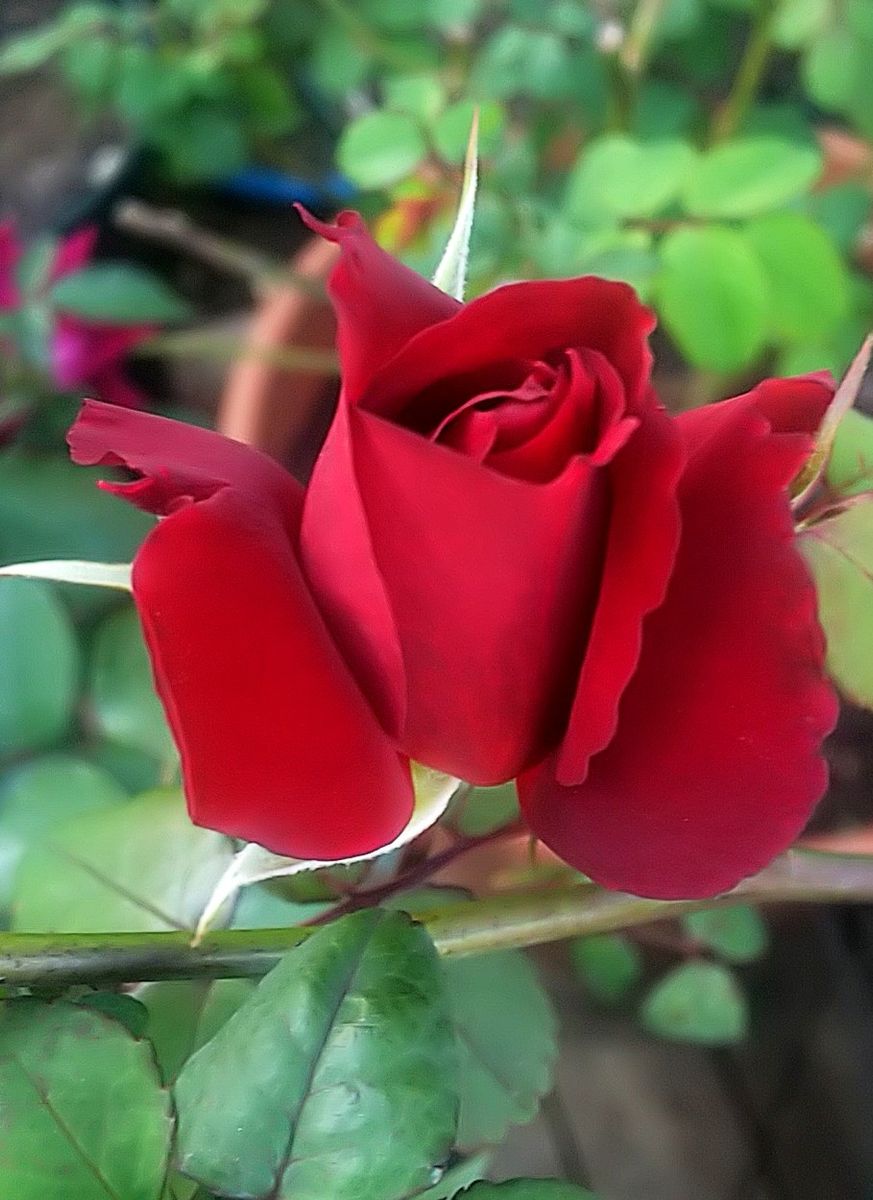 今日の薔薇🌹①✨