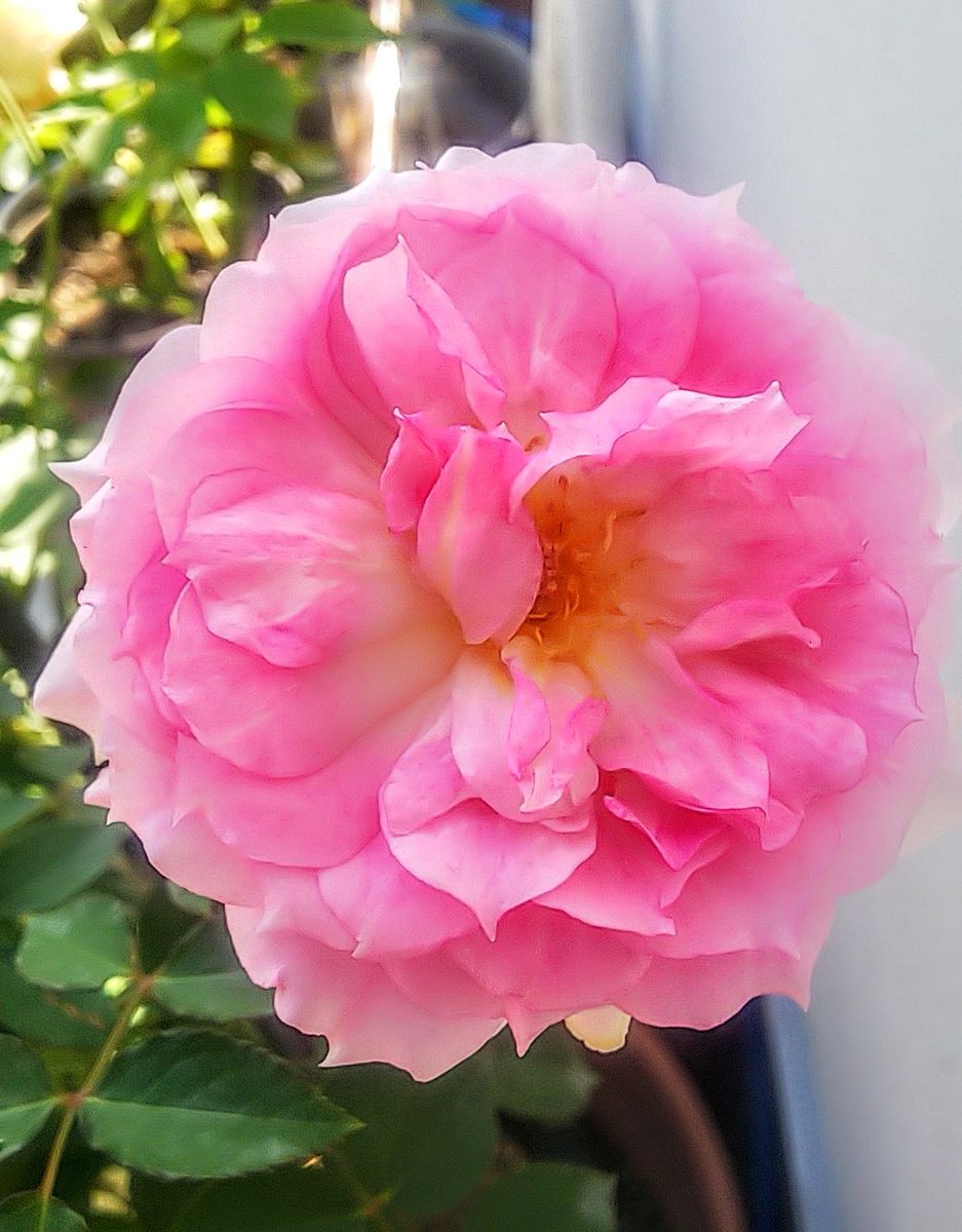 今日の薔薇🌹①✨