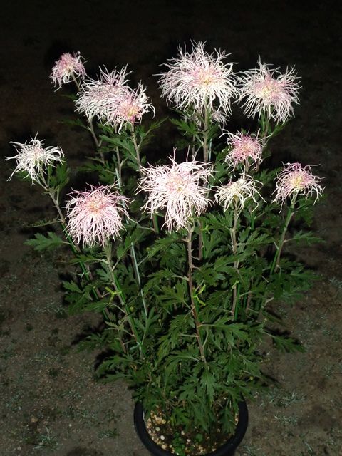 伊勢菊・雪山