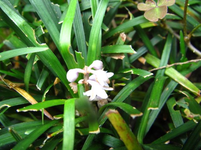 コリウス　挿し木成功？