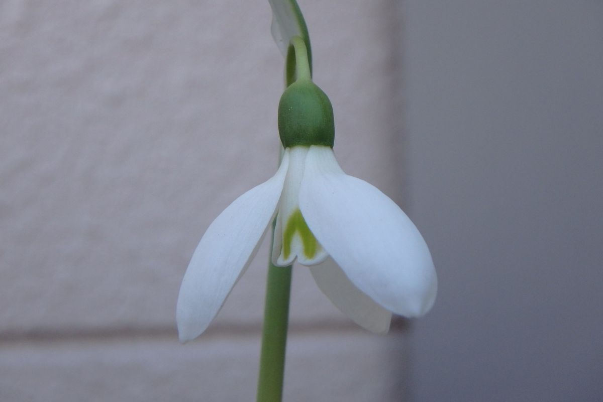 今日のお花たち（スノードロップ・嵯峨菊）