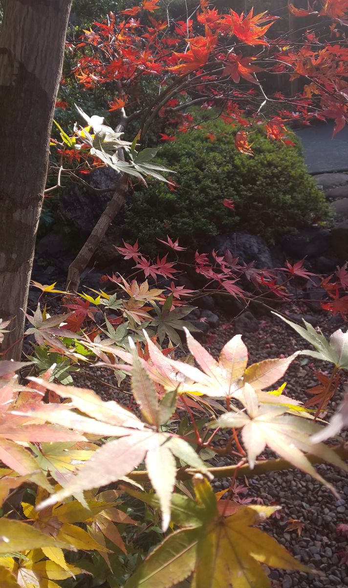 紅葉と青空と昨夜の惨状🍂