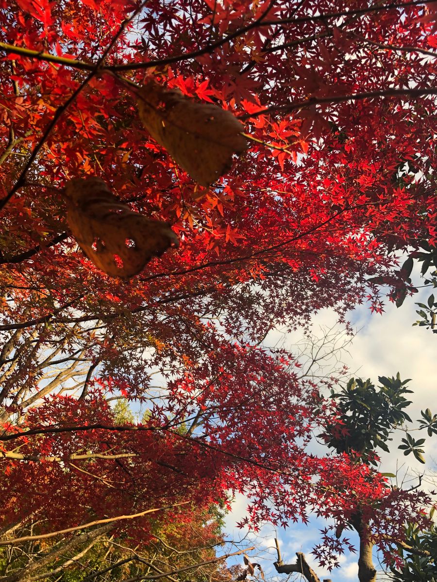 近くの紅葉です。🍁