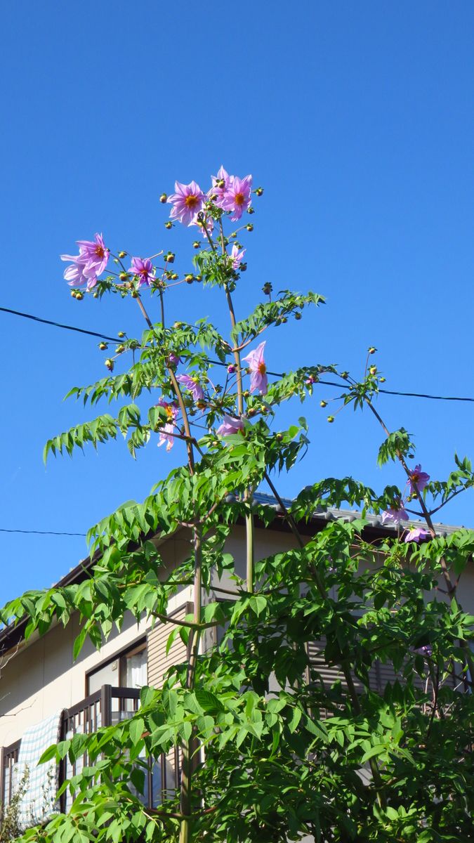 雲一つない青空・揺れる皇帝ダリア