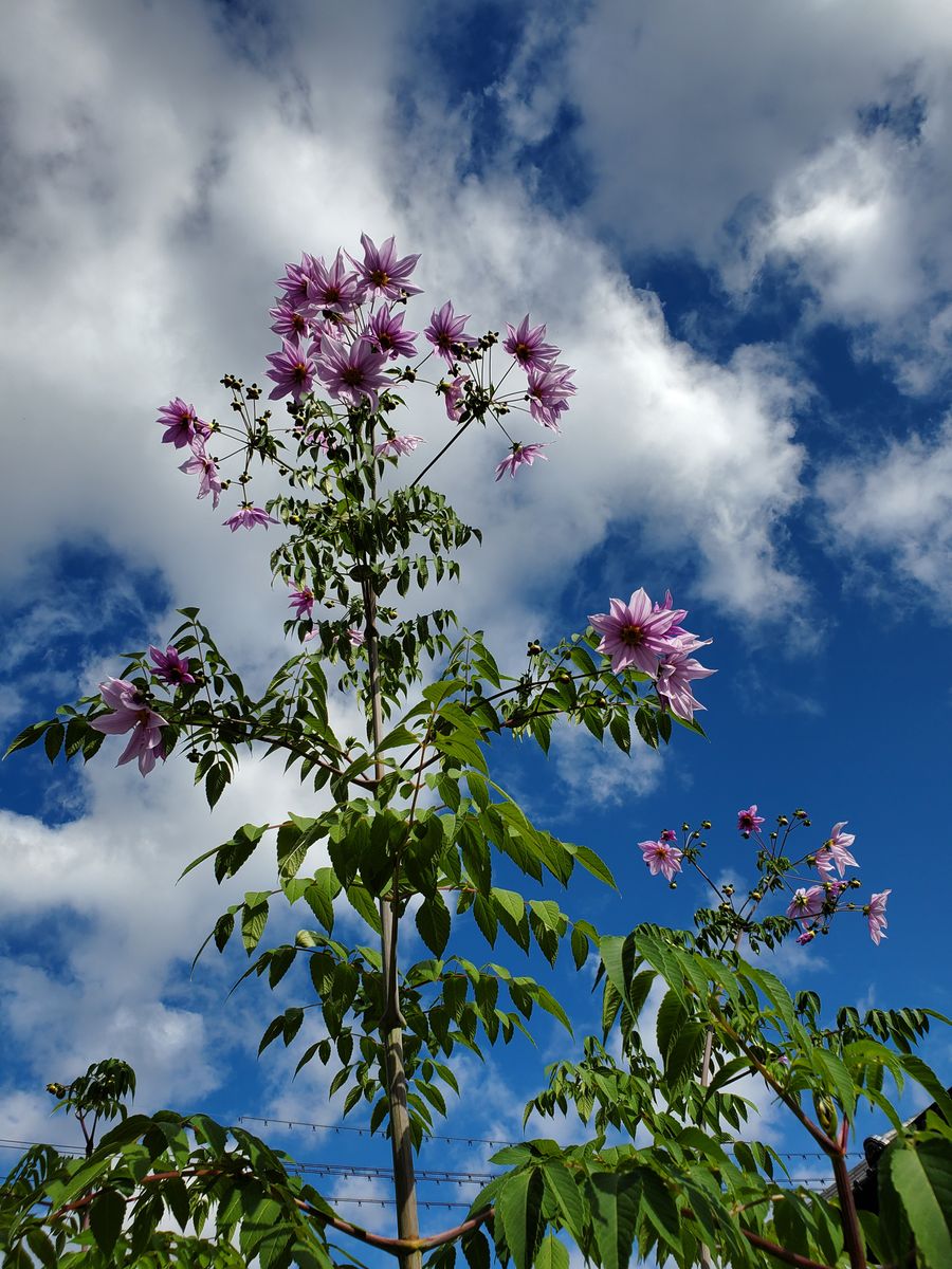 実家の花～✴️