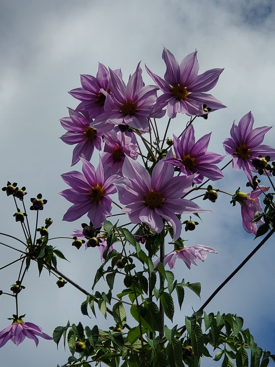 実家の花～✴️