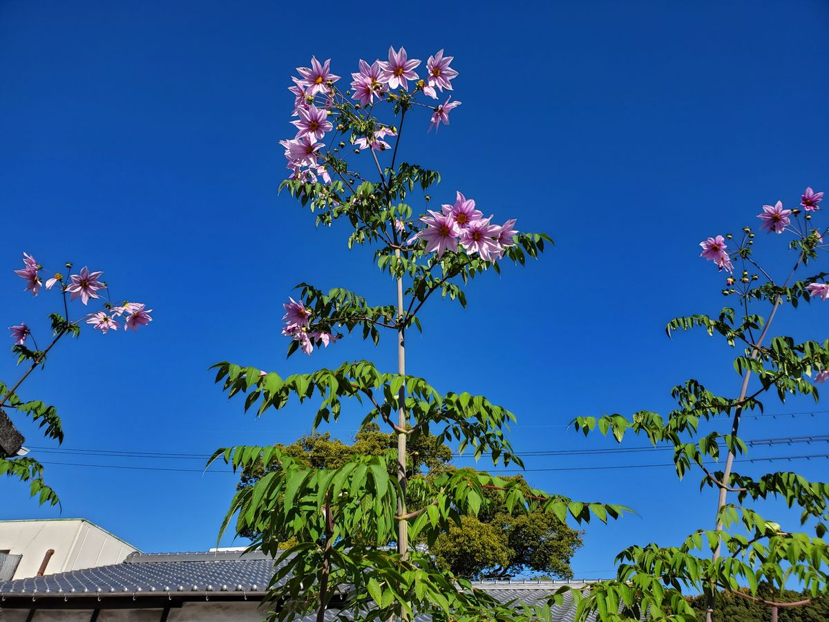 シクラメン種まき～*