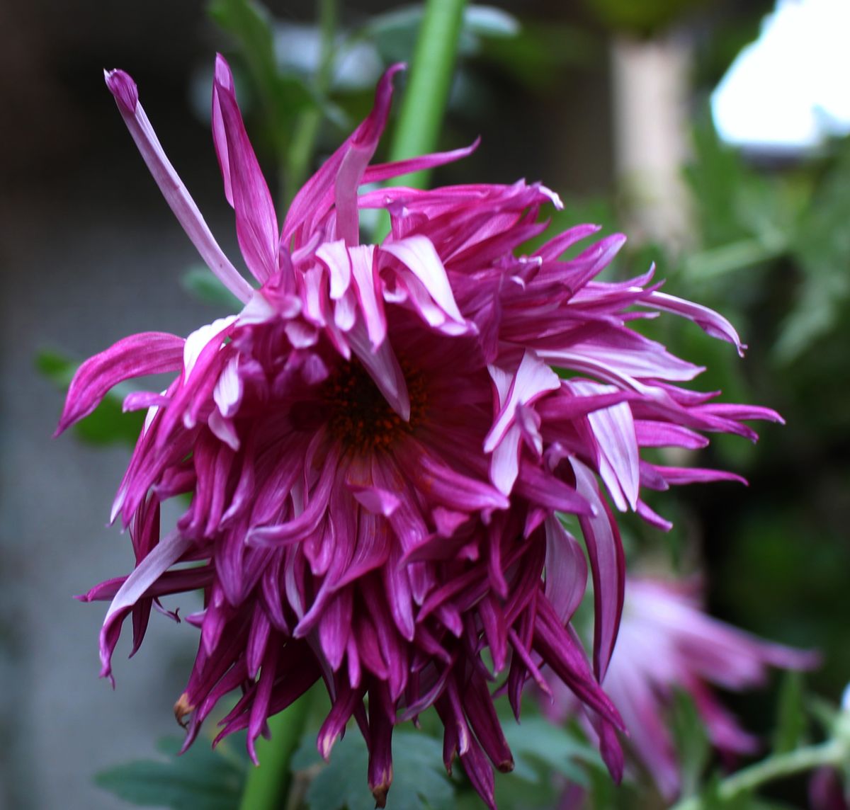 江戸菊の芸