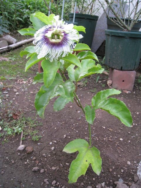 ﾊﾟｯｼｮﾝﾌﾙｰﾂの花が咲いた！